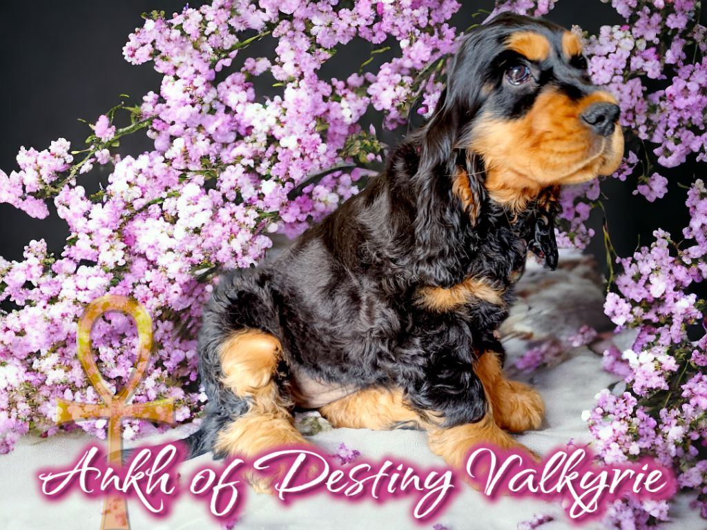 Ankh Of Destiny Valkyrie