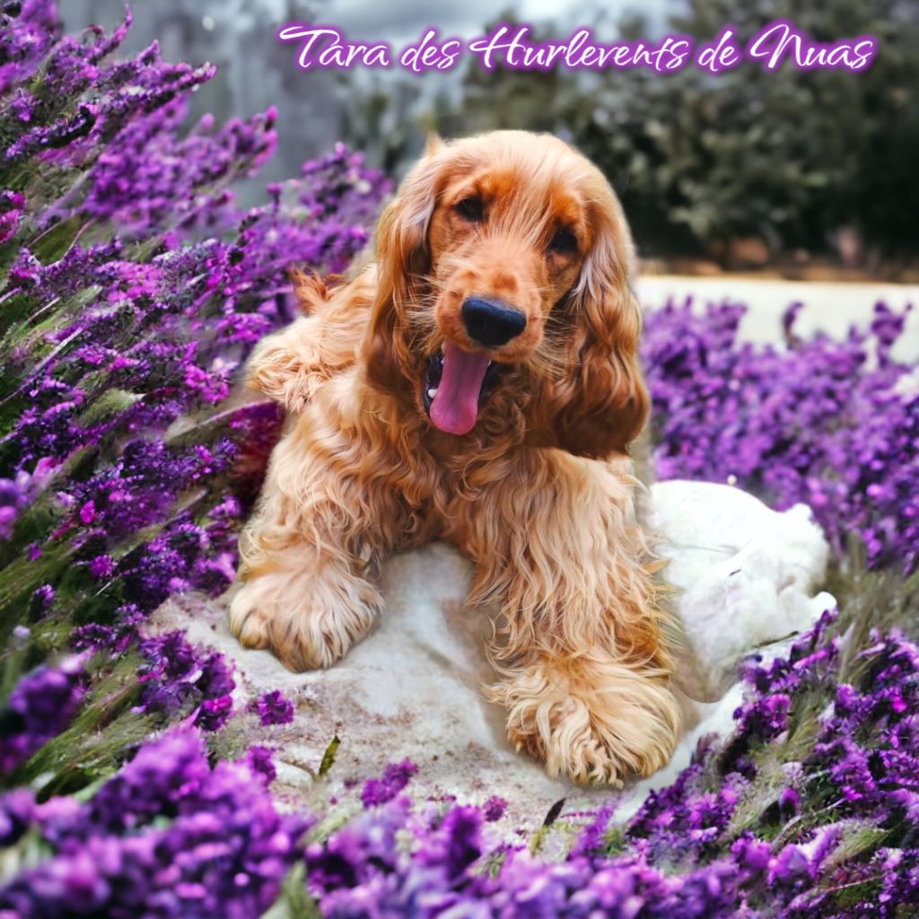 Tara Des Hurlevents De Nuas