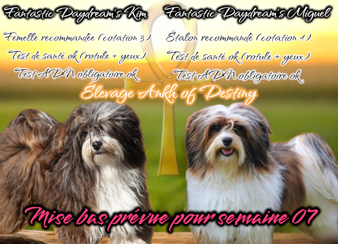 CONFIRMATION DE GESTATION