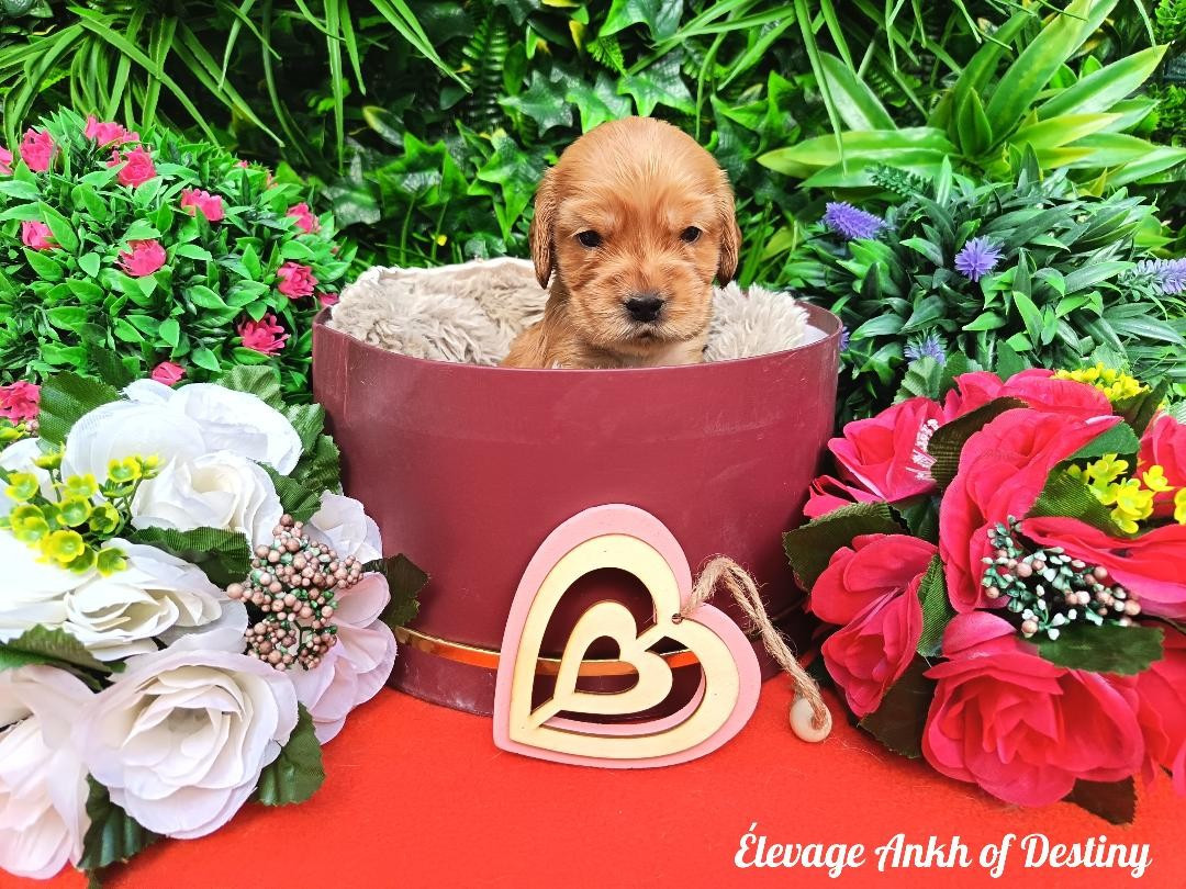 Ankh Of Destiny - Cocker Spaniel Anglais - Portée née le 01/02/2026
