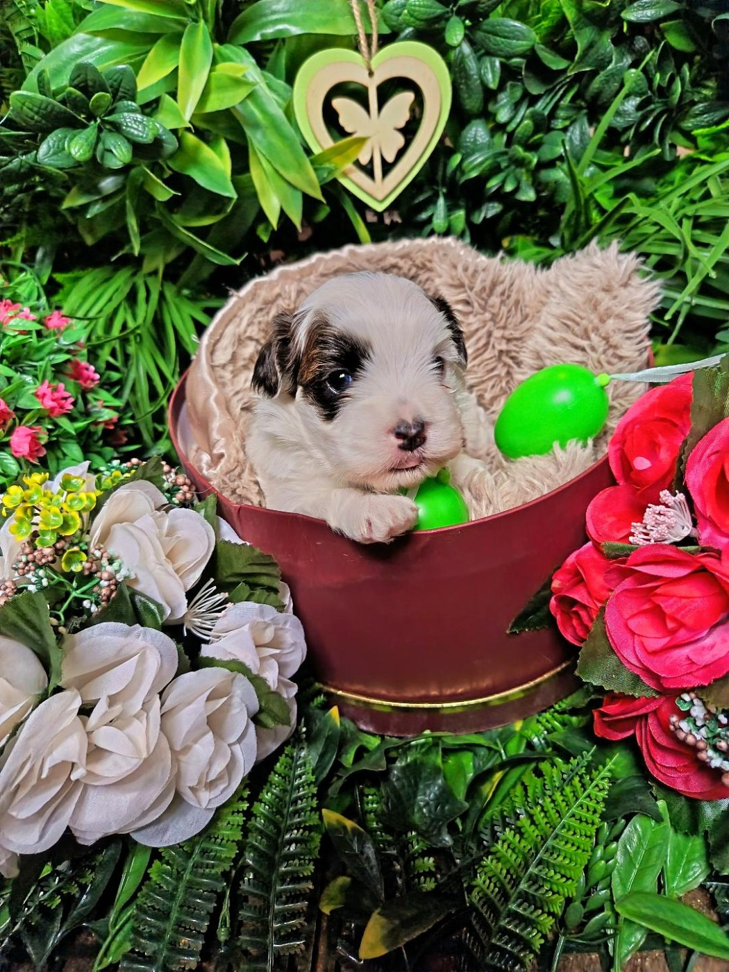 Ankh Of Destiny - Chiots disponibles - Bichon Havanais