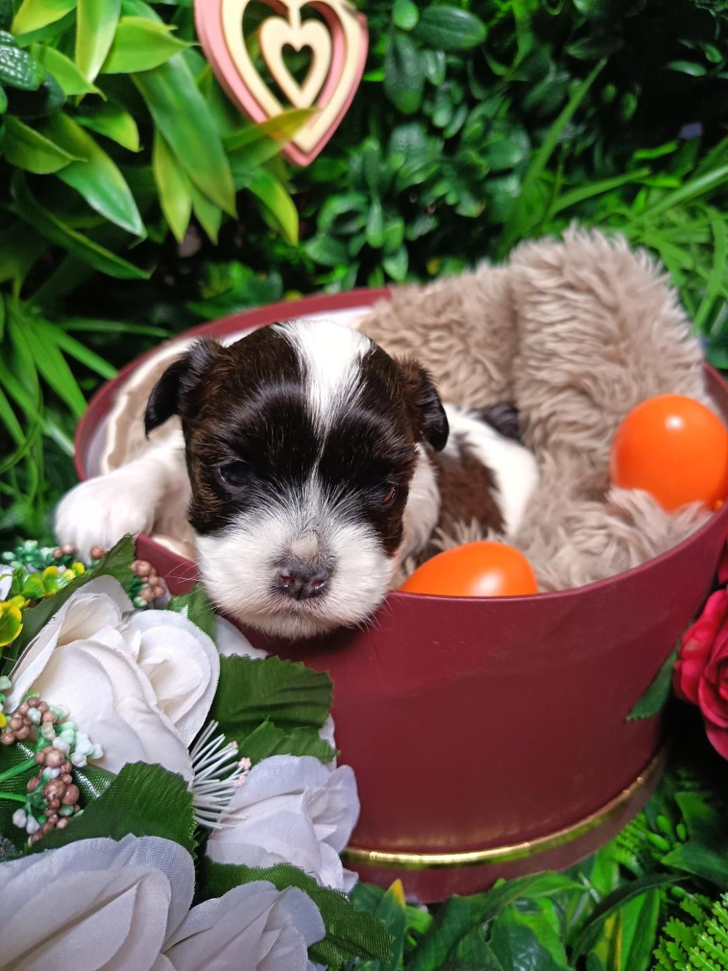 Ankh Of Destiny - Chiots disponibles - Bichon Havanais