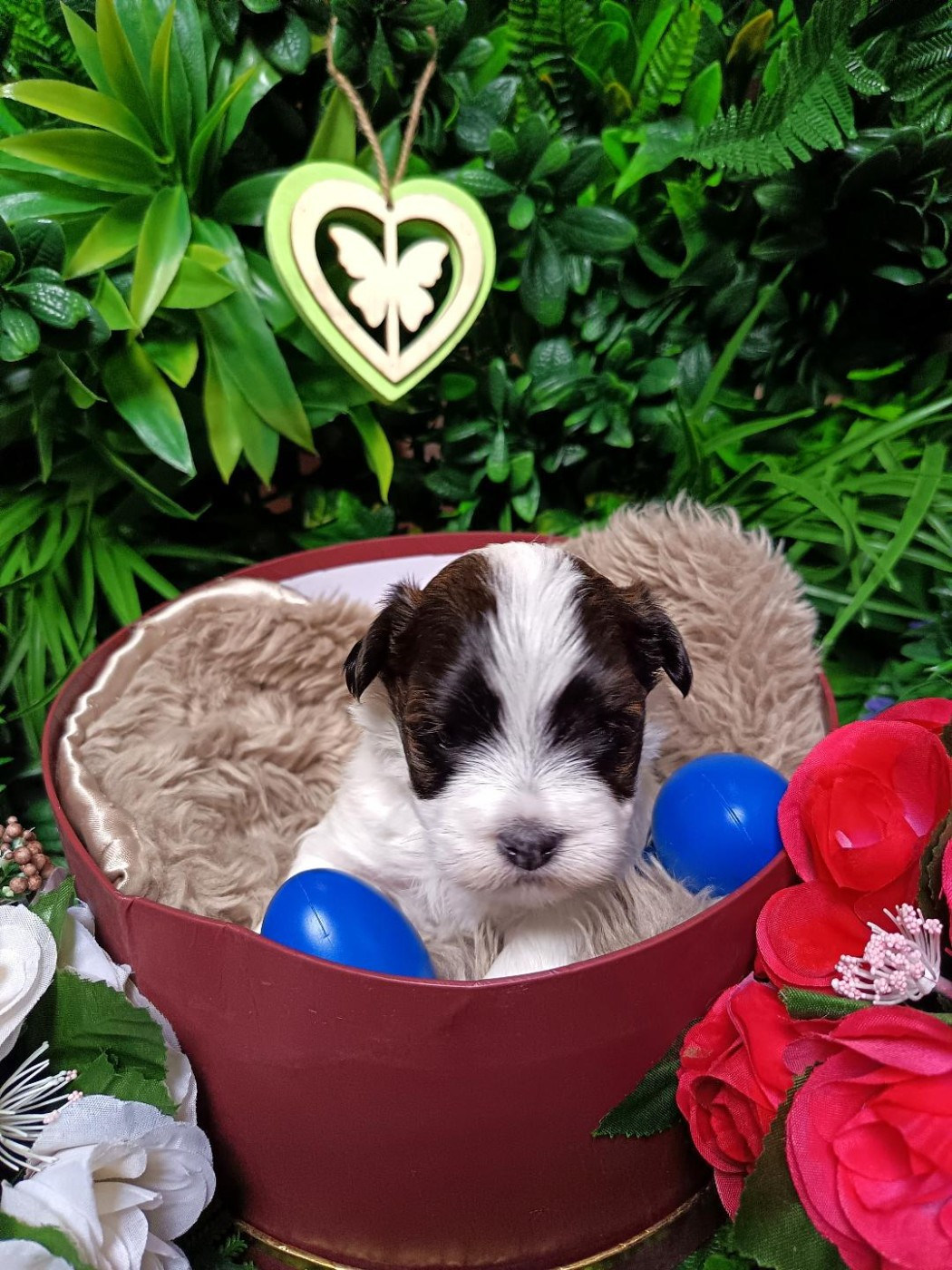 Ankh Of Destiny - Chiots disponibles - Bichon Havanais