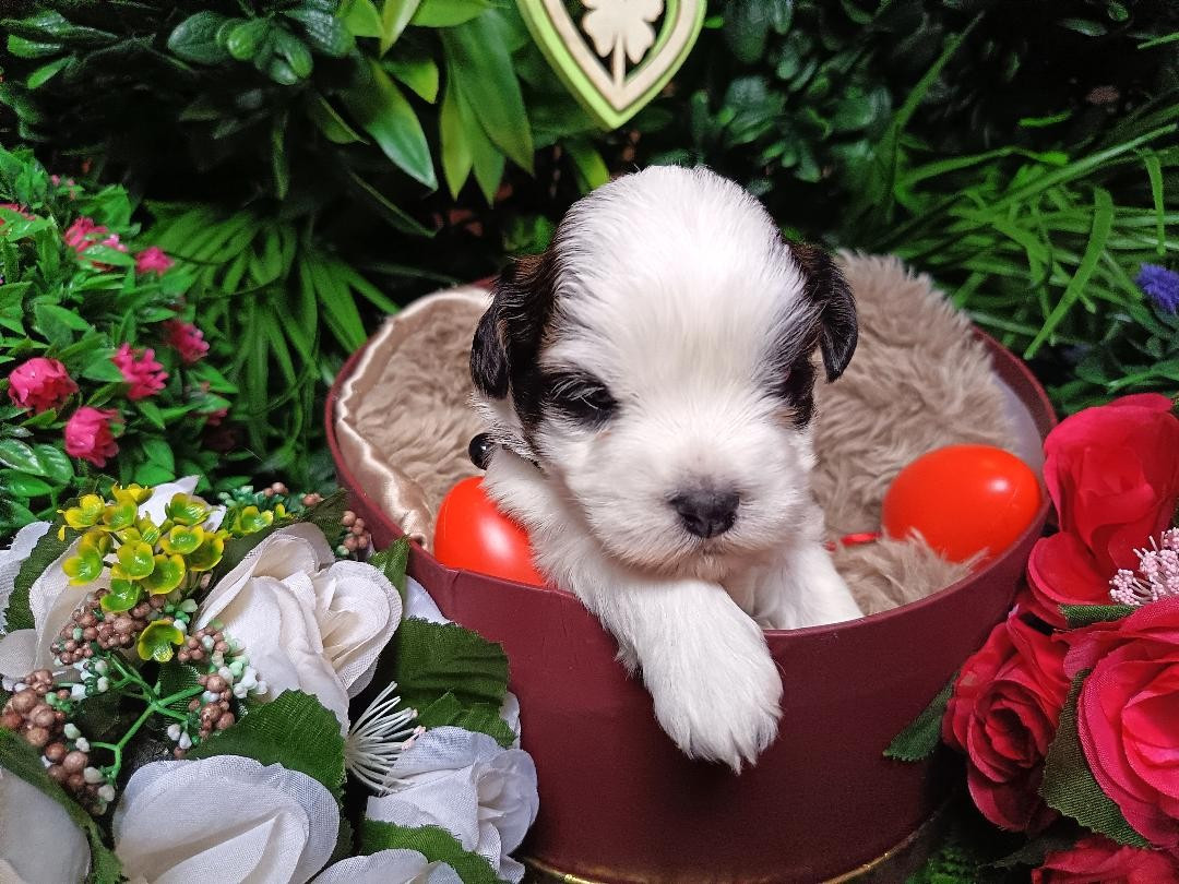 Ankh Of Destiny - Chiots disponibles - Bichon Havanais