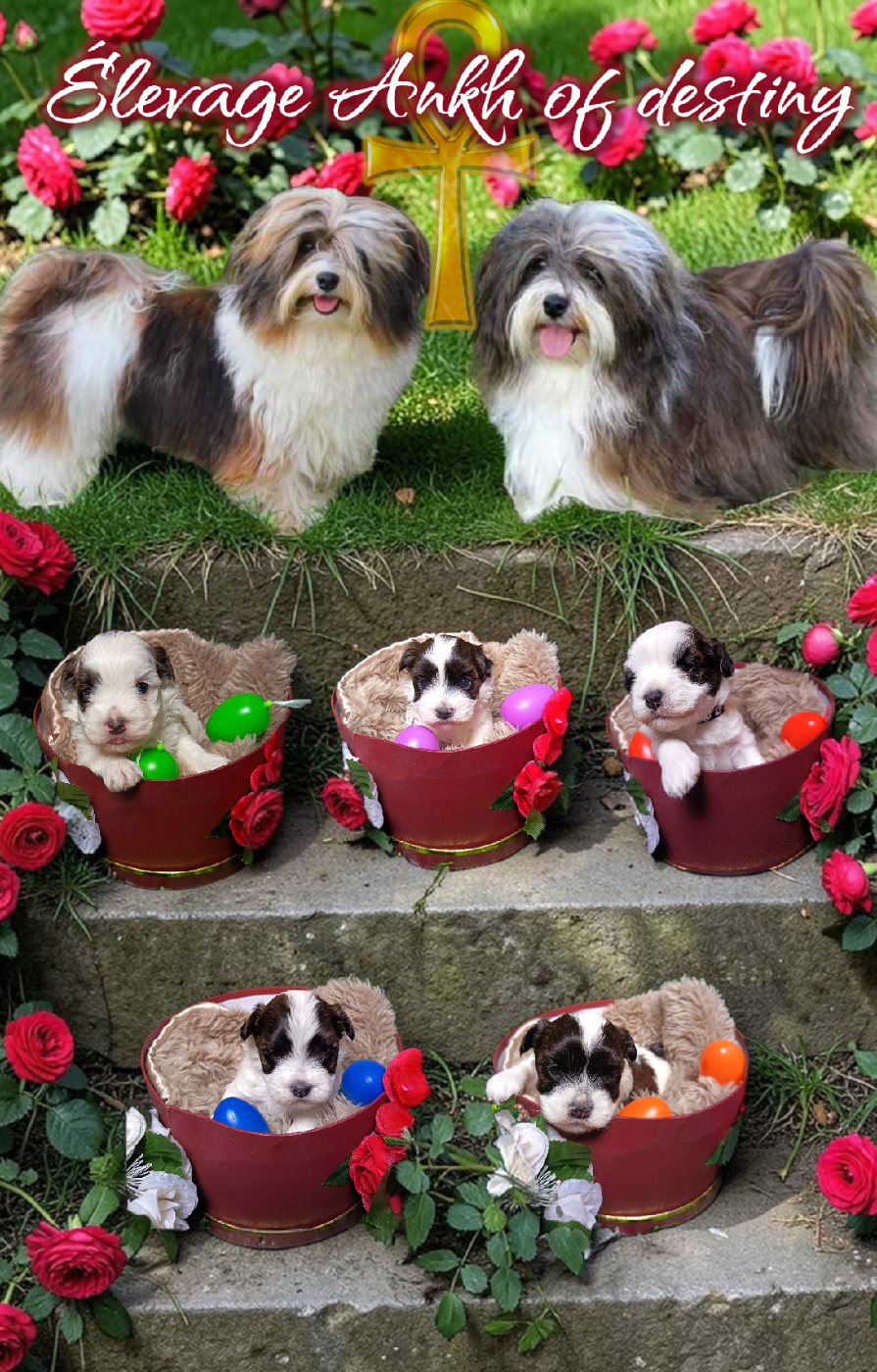 Chiot Bichon Havanais Ankh Of Destiny