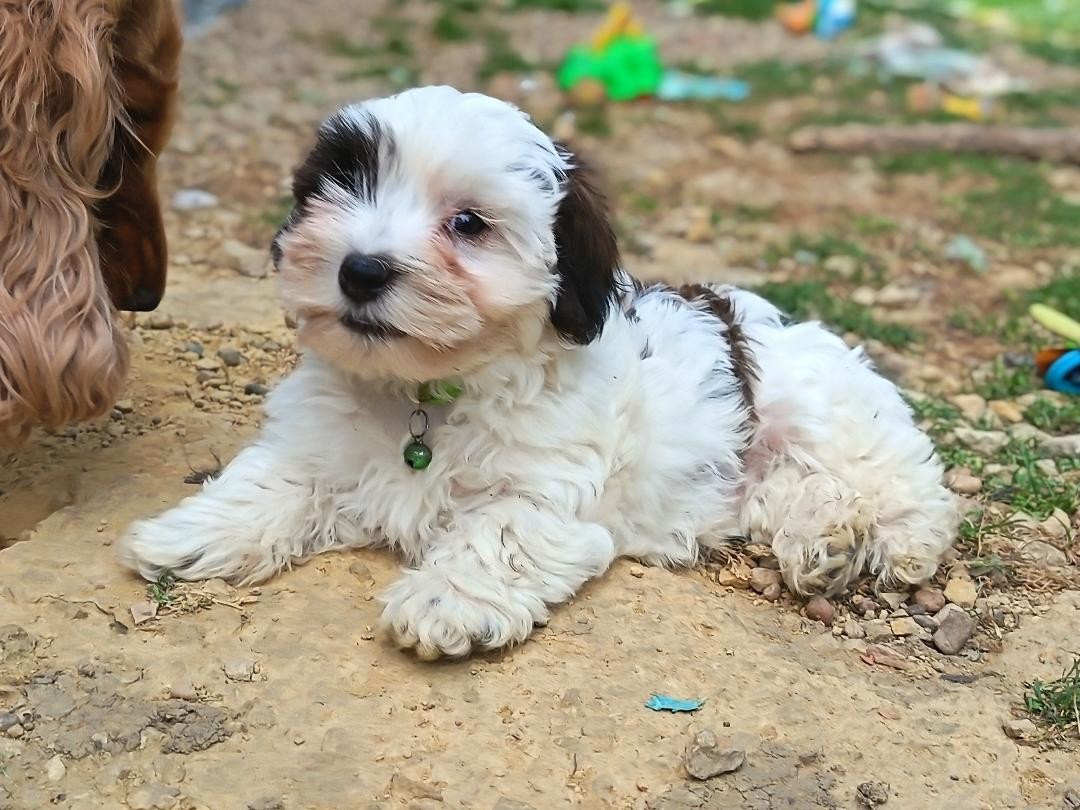 Ankh Of Destiny - Chiots disponibles - Bichon Havanais