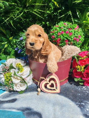 Biscotte
