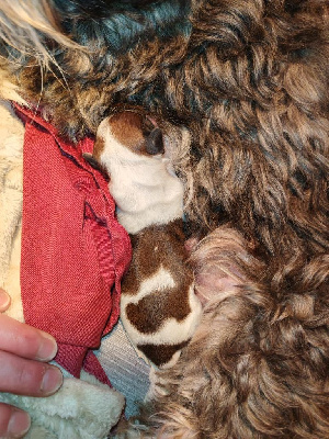CHIOT