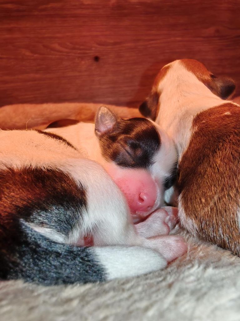 Ankh Of Destiny - Chiots disponibles - Bichon Havanais