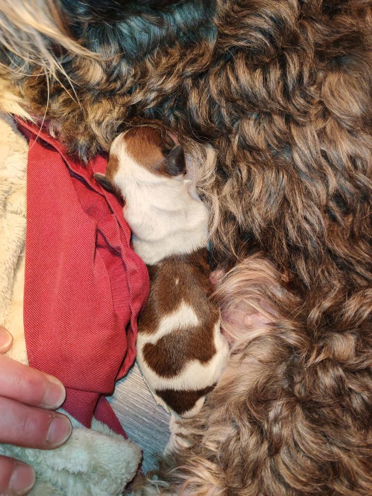 Ankh Of Destiny - Chiots disponibles - Bichon Havanais